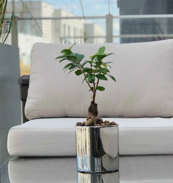 31.065.26 CYLINDER SILVER