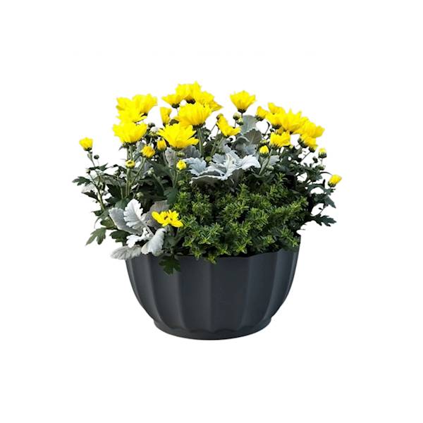 MISA LIVIA 26cm grafit