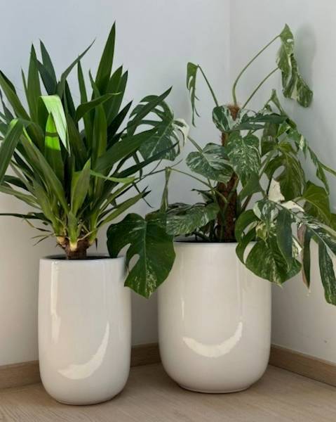 01.524. 36/40/44 KPL 3SZT. 