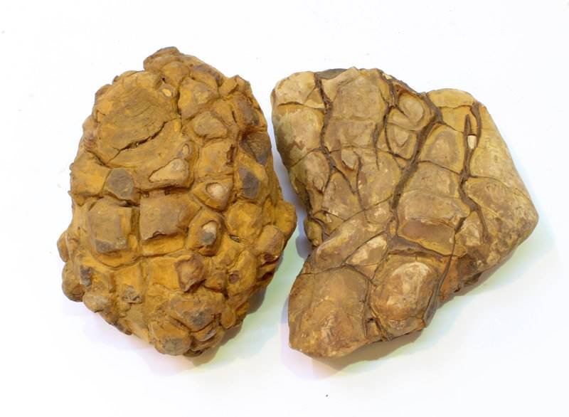 IKOLA SKAŁA SHELL VEIN ROCK YELLOW