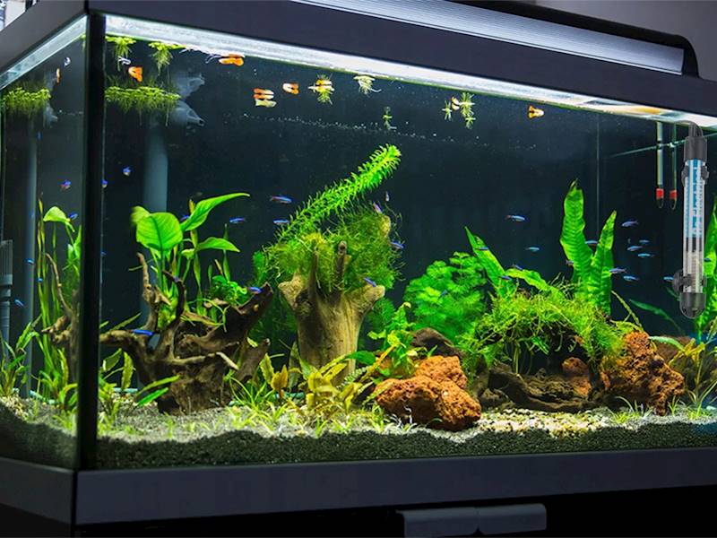 GRZAŁKA DO AKWARIUM 50W REGULACJA TEMPERATURY TERMOSTAT WYDAJNA 50L GRZANIE