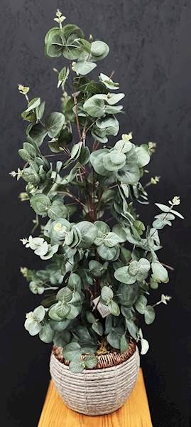 EUKALIPTUS W DONICZCE 90cm