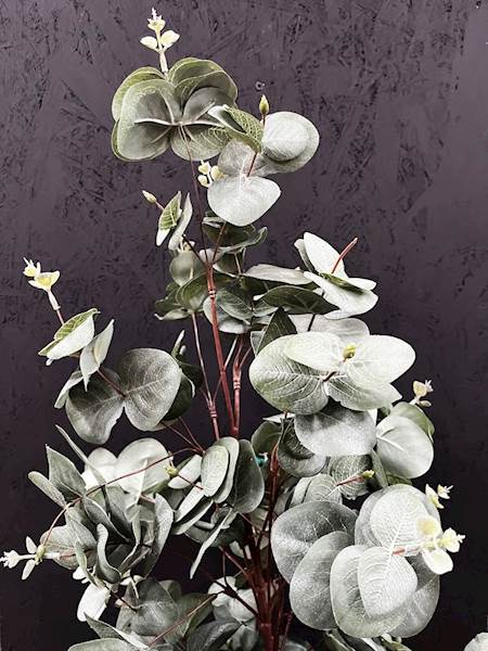 EUKALIPTUS W DONICZCE 90cm