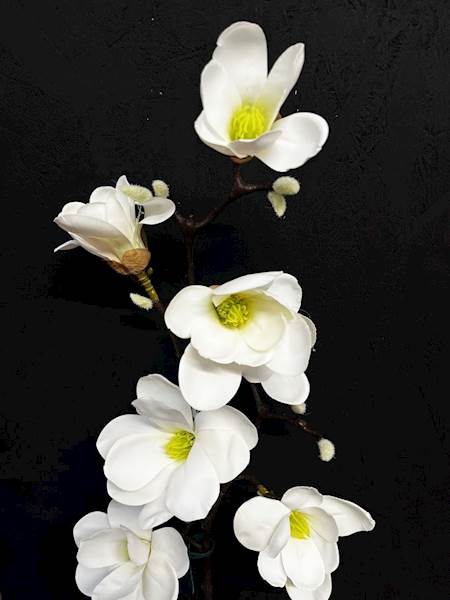 MAGNOLIA GAŁĄZKA biała x7 100cm