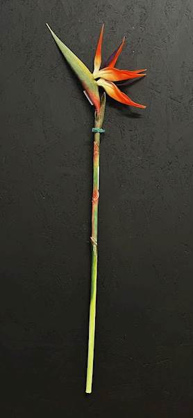 STRELICJA POJEDYŃCZA 98cm
