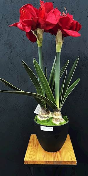 AMARYLIS PODWÓJNY c.czerwony DONICA 68cm