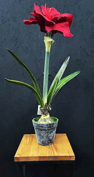 AMARYLIS POJEDYŃCZY bordowy DONICA 60cm