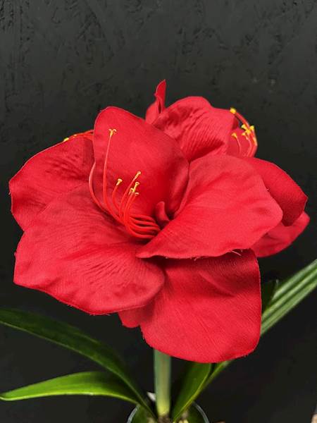 AMARYLIS POJEDYŃCZY bordowy DONICA 60cm