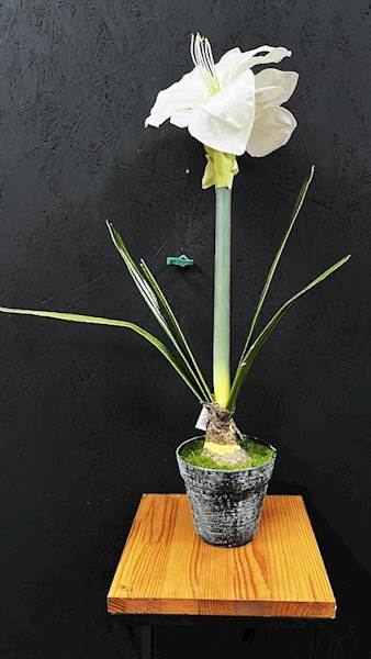 AMARYLIS POJEDYŃCZY biały DONICA 60cm