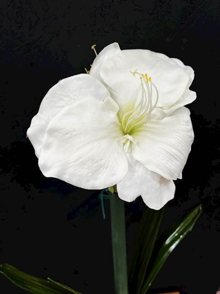 AMARYLIS POJEDYŃCZY biały DONICA 60cm