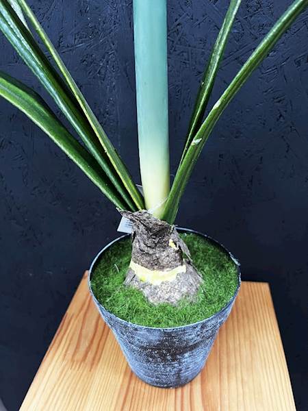 AMARYLIS POJEDYŃCZY biały DONICA 60cm