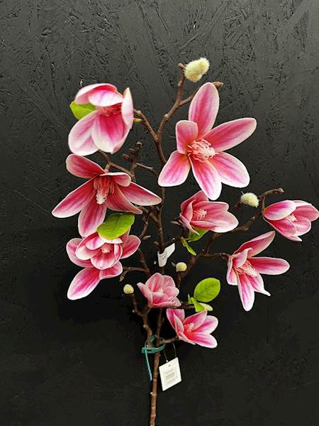 MAGNOLIA GAŁĄZKA 82cm