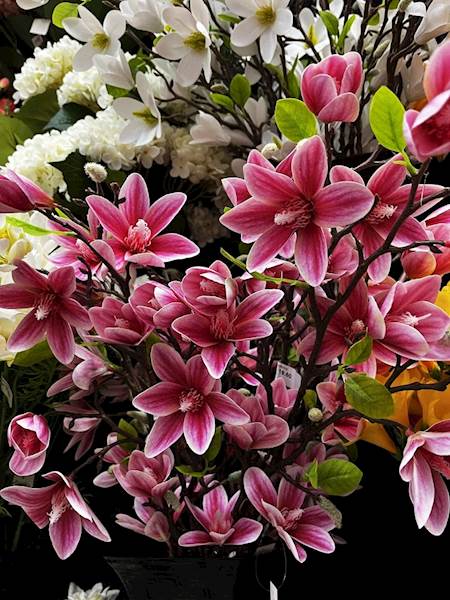 MAGNOLIA GAŁĄZKA 82cm