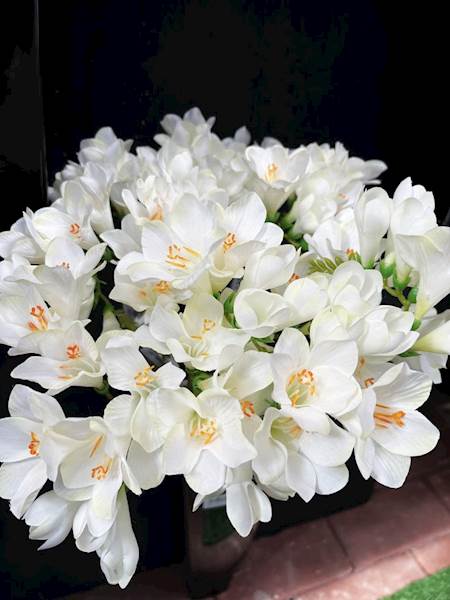 FREZJA GAŁĄZKA biała 56cm