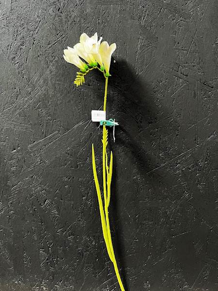 FREZJA GAŁĄZKA biała 56cm