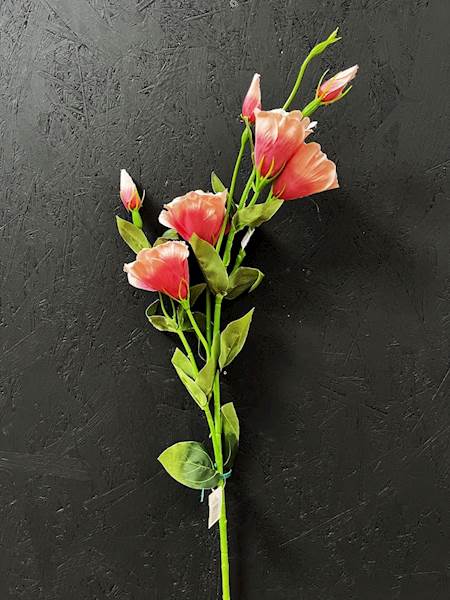 EUSTOMA POJEDYŃCZA 82cm