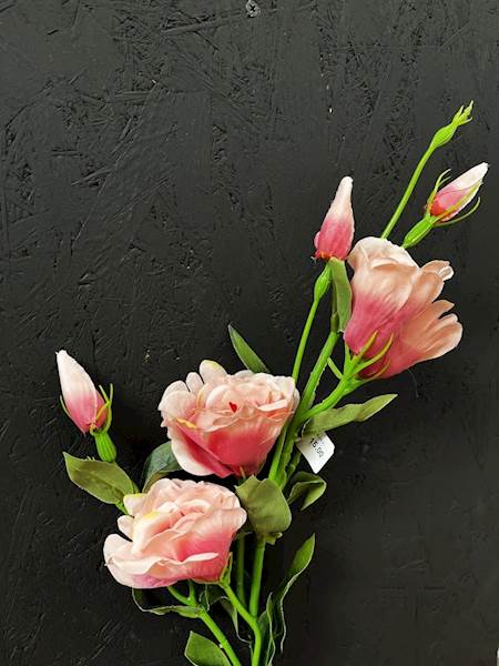 EUSTOMA POJEDYŃCZA 82cm