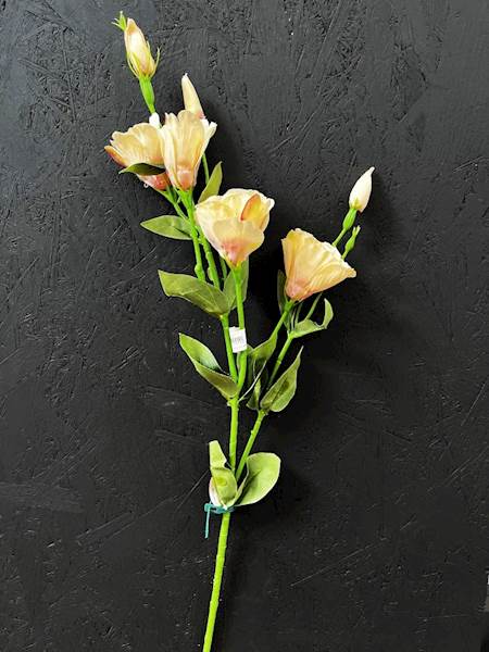 EUSTOMA POJEDYŃCZA 82cm