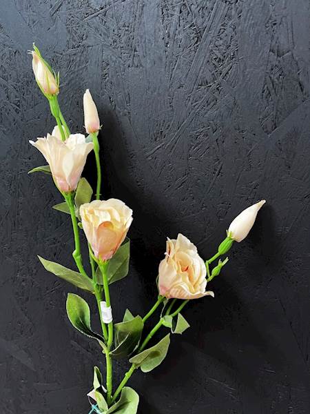 EUSTOMA POJEDYŃCZA 82cm