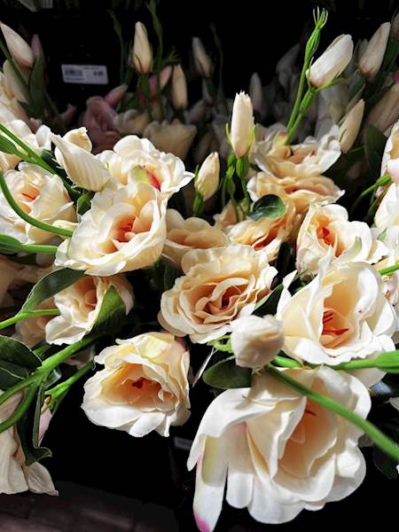 EUSTOMA POJEDYŃCZA 82cm