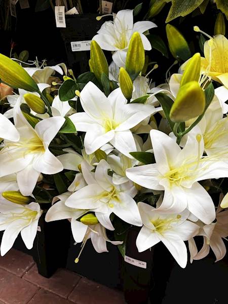 LILIA biała BUKIET 68cm