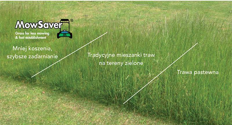 TRAWA BARENBRUG RESILIENT BLUE LAWN  1kg
