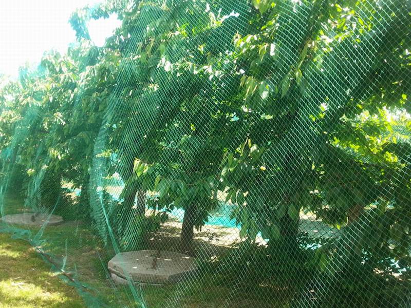 SIATKA OCHR.P/PTAKOM 8X8M CZARNA (3213)