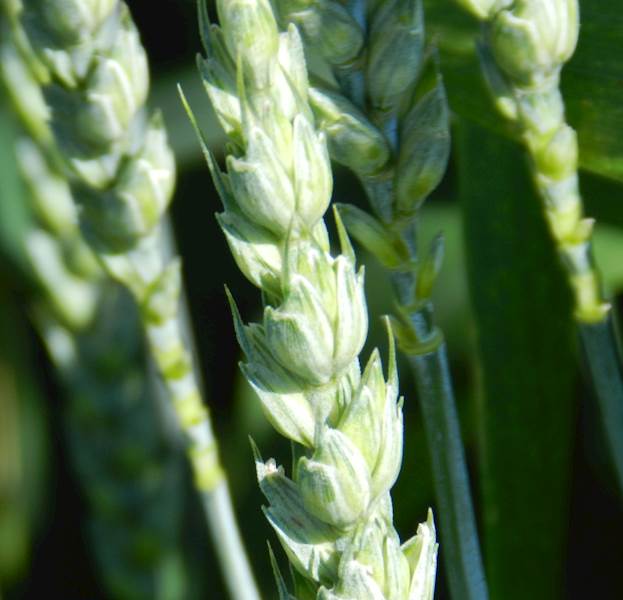 Agrigreen 15-5-30 a10kg