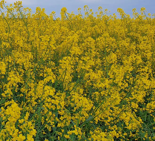 Agrigreen 15-5-30 a10kg