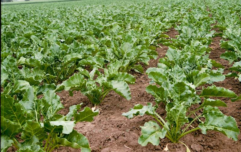 AgriGreen 13-40-13 a10kg