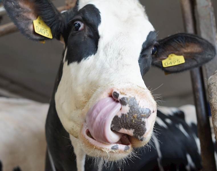 MIKRO LICK L (10kg)