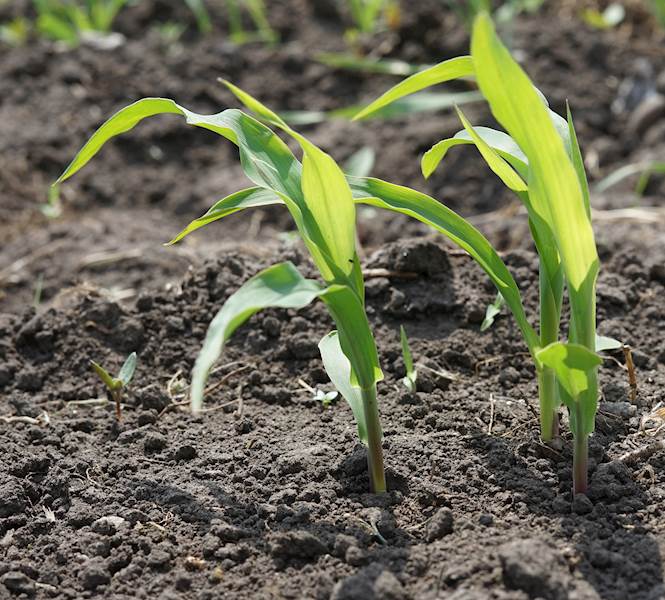 AgriGreen 13-40-13 a10kg