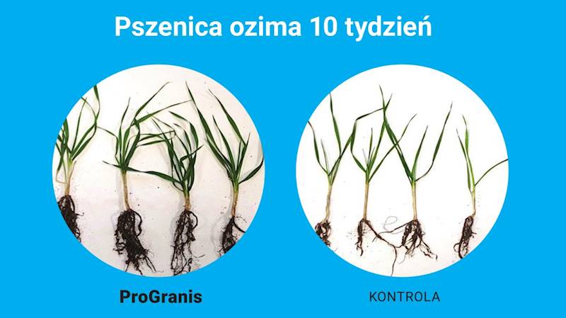 ProGranis Kukurydza, Zboża 1kg