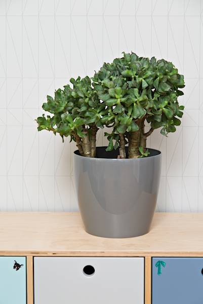 Osłonka MAGNOLIA 135 szara