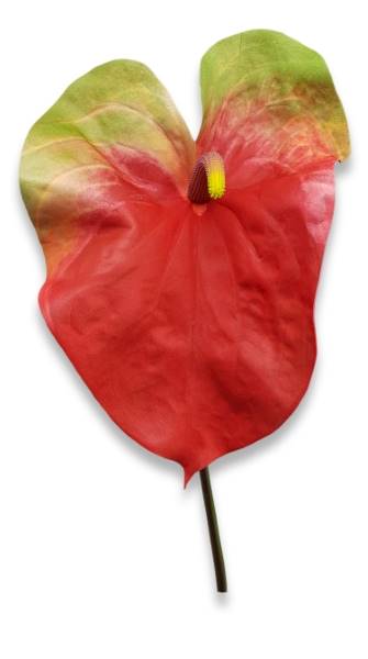YD422-RED
