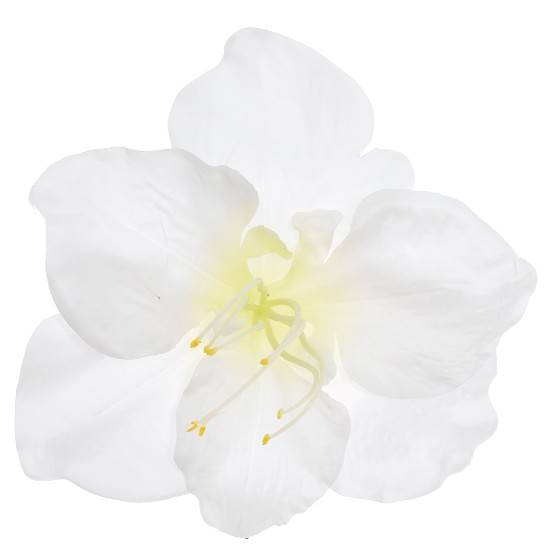 SUN422S-CREAM