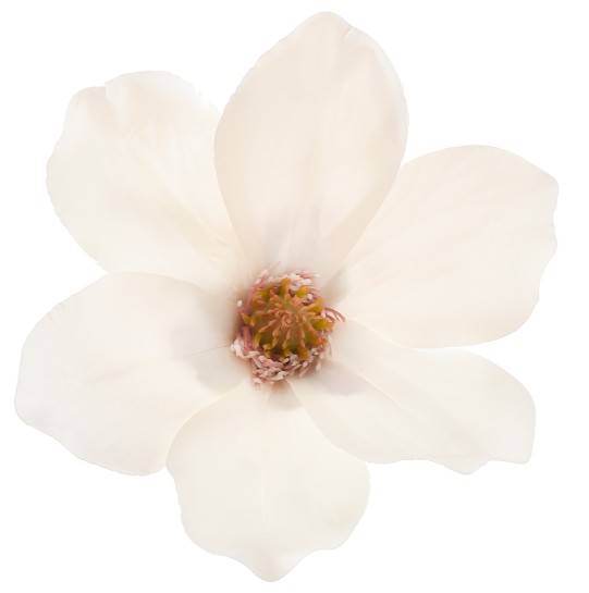 WEI1031-CREAM