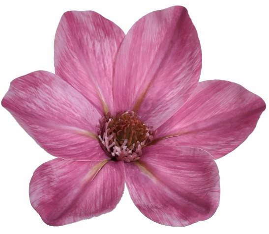 WEI1031-MAGENTA
