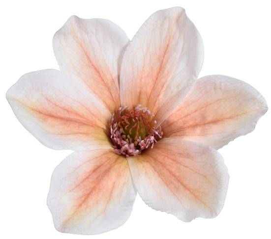 WEI1031-PEACH