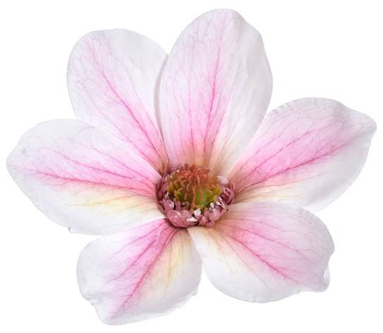 WEI1031-POWDER.PINK