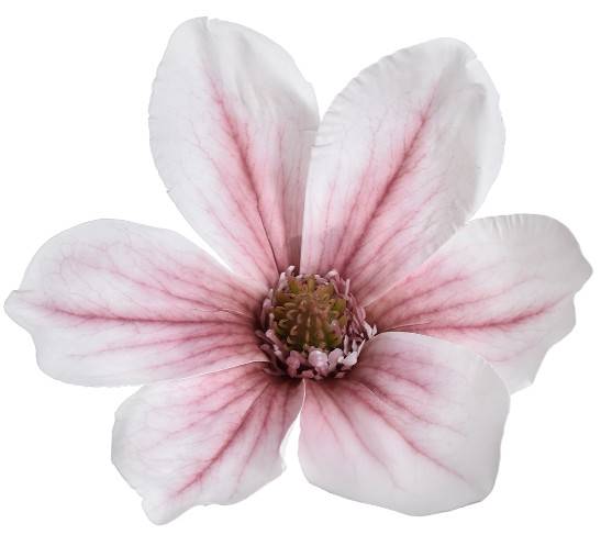 WEI1031-WHITE.BURGUNDY