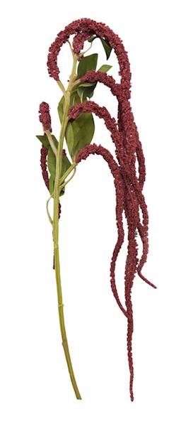 YD436-BURGUNDY