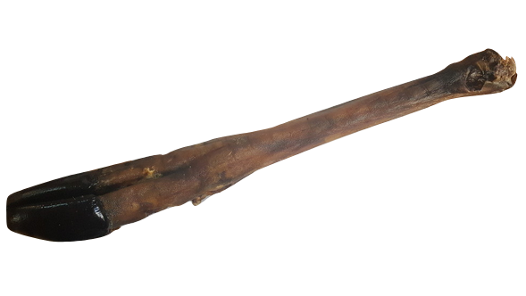 PSI SMAK NOGA JELENIA