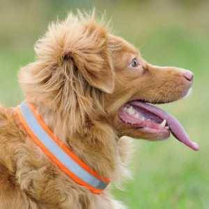 DG OPASKA ODBLASK 51-54CM NR 6