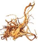 HP KORZEŃ JAPOŃSKI M