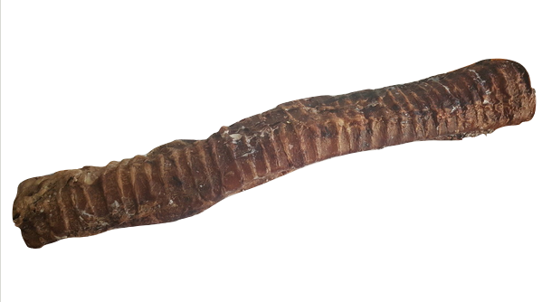 JAPI TCHAWICE DŁUGIE 40CM