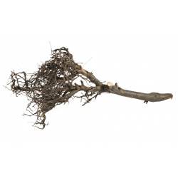 TN KORZEŃ JAPOŃSKI CZARNY M 15-25CM