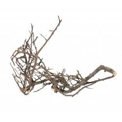 TN KORZEŃ JAPOŃSKI CZARNY  S 10-15CM