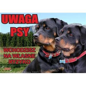 DINO TABLICZKA LAMINAT