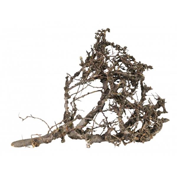 TN Korzeń Japoński Czarny L,30-40 cm